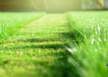 Smart Mowing Tips for a Lush, Green Lawn- Big League Lawns